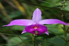 Arundina graminifolia